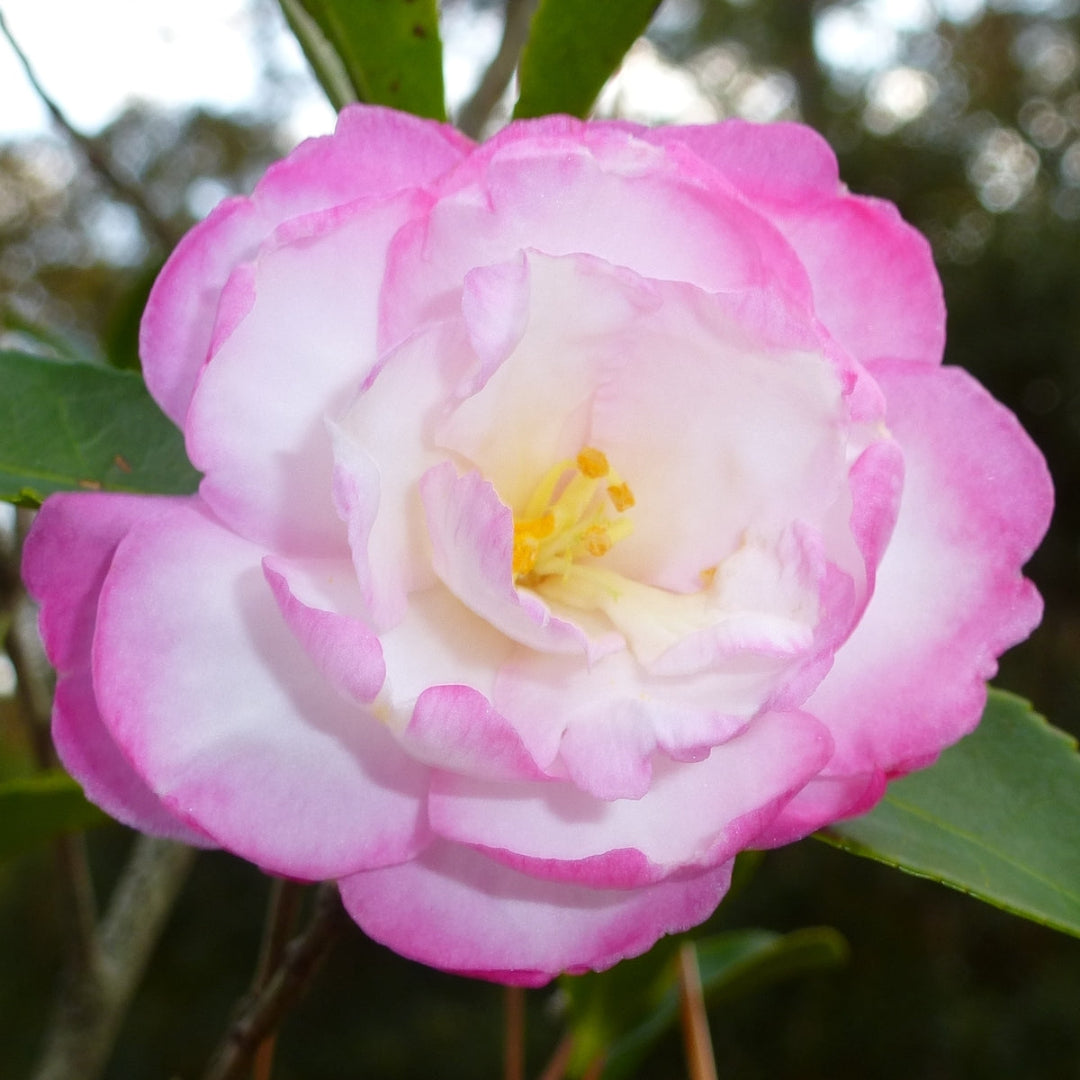 Leslie Ann Camellia Sasanqua