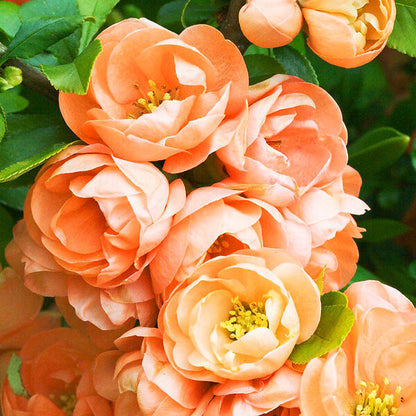 Cameo Flowering Quince Unique and Gorgeous Soft Peach Pink Flowers