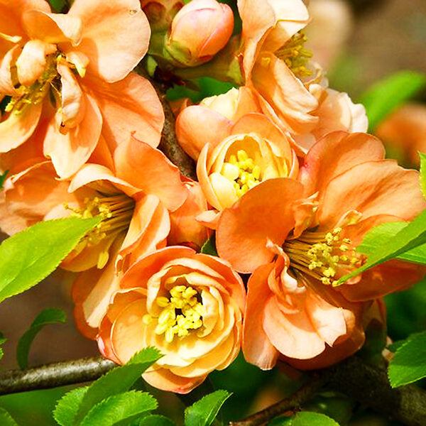 Cameo Flowering Quince Unique and Gorgeous Soft Peach Pink Flowers