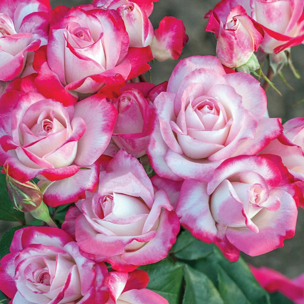 Candy Cane Cocktail Rose