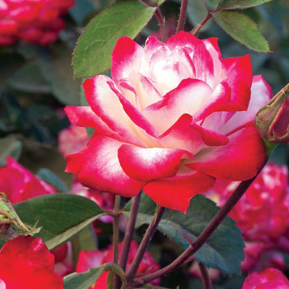 Candy Cane Cocktail Rose