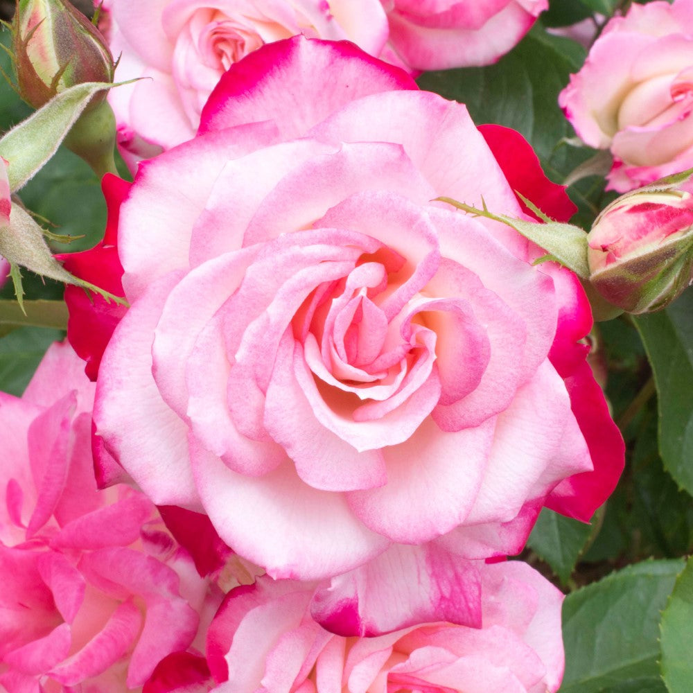 Candy Cane Cocktail Rose