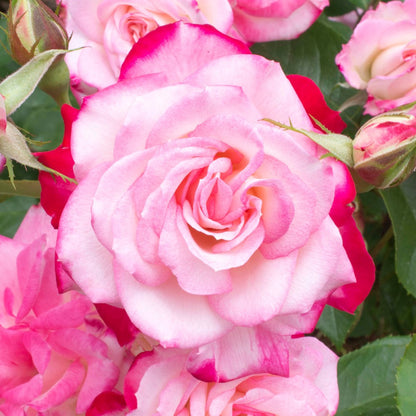 Candy Cane Cocktail Rose