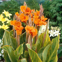 Canna 'Pretoria' aka 'Bengal Tiger' Canna Lily