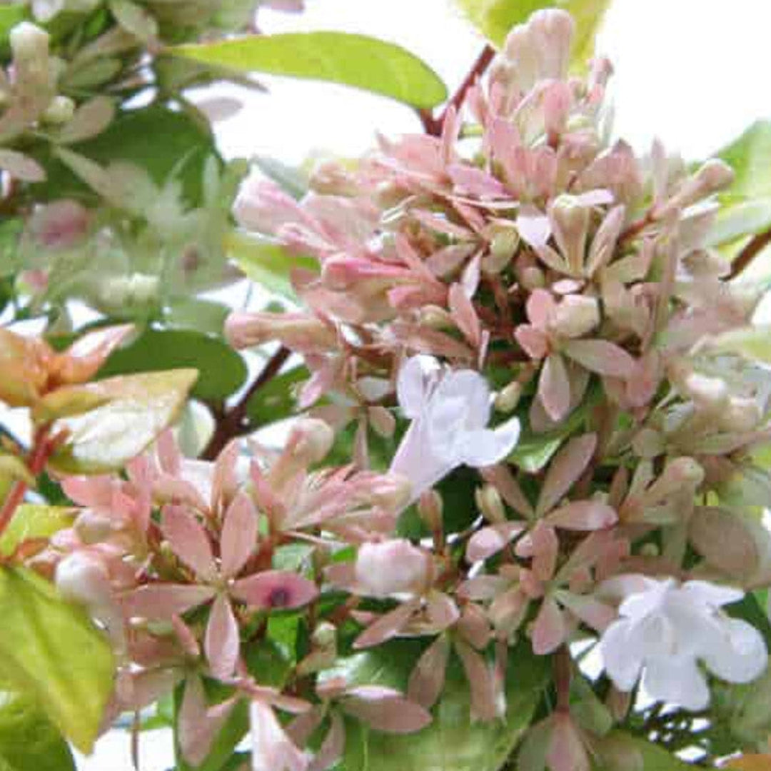 Abelia &