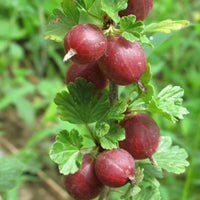 Captivator gooseberry shrub in pot ready for planting in home garden