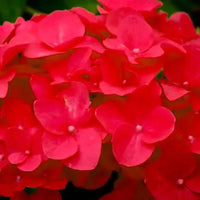 Cardinal Red Hydrangea Flowers Plant
