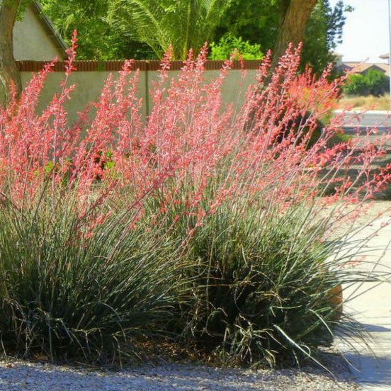Red Yucca