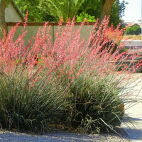 Red Yucca