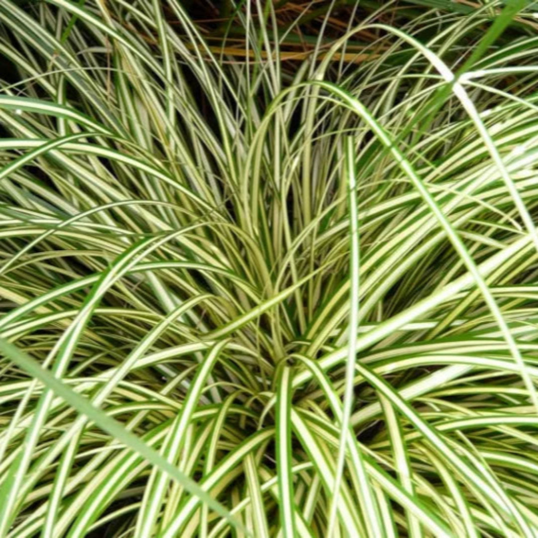 Carex Oshimensis Evergold Sedge