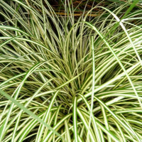 Evergold Carex ornamental grass perennial