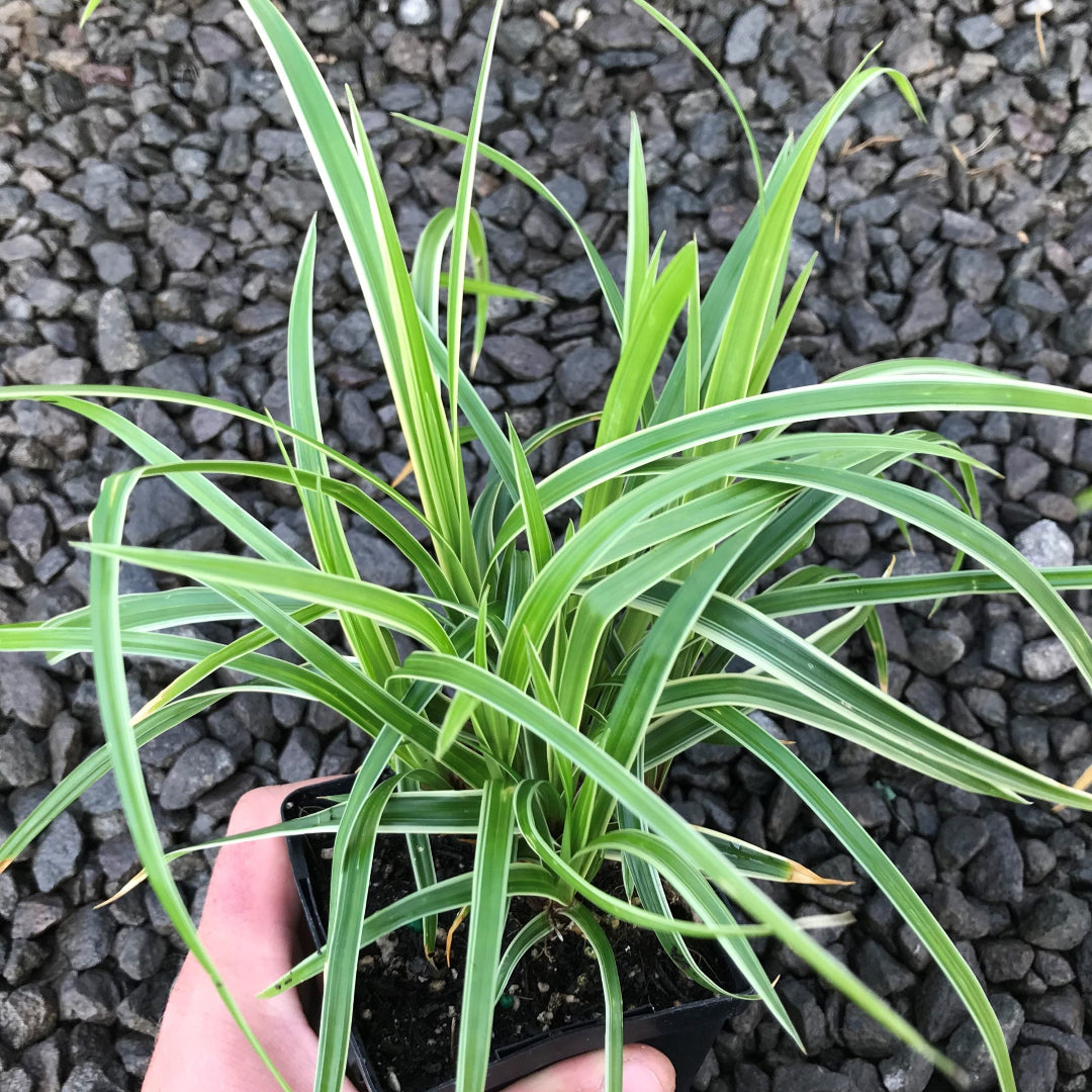 Variegated foliage of Carex morrowii Ice Dance