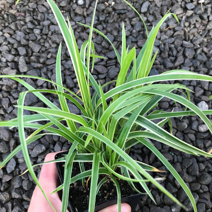 Variegated foliage of Carex morrowii Ice Dance