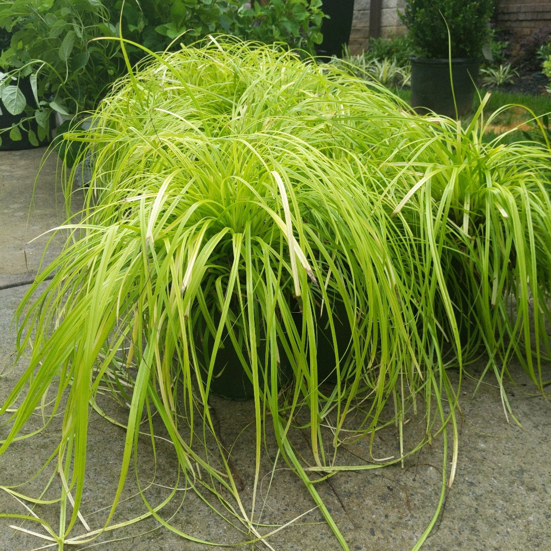 Carex oshimensis Evercolor &