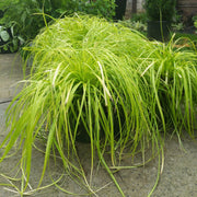 Carex oshimensis Evercolor 'Everillo'