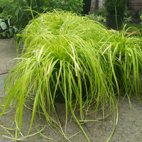 Carex oshimensis Everillo EverColor sedge grass