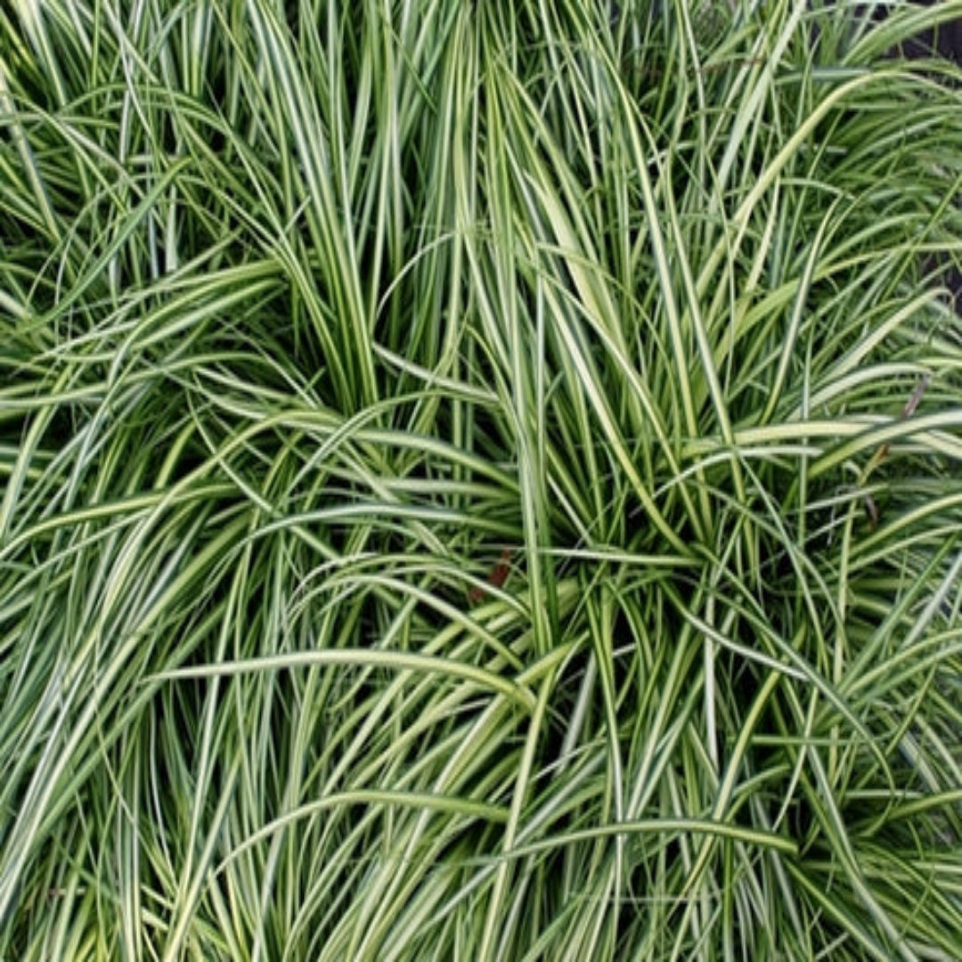 Carex oshimensis Evercolor &