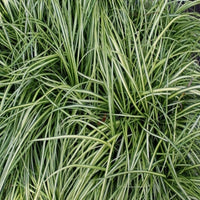 Carex oshimensis Evercolor 'Eversheen'