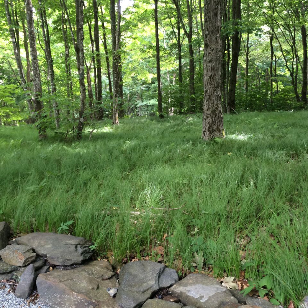Carex Appalachica Sedge