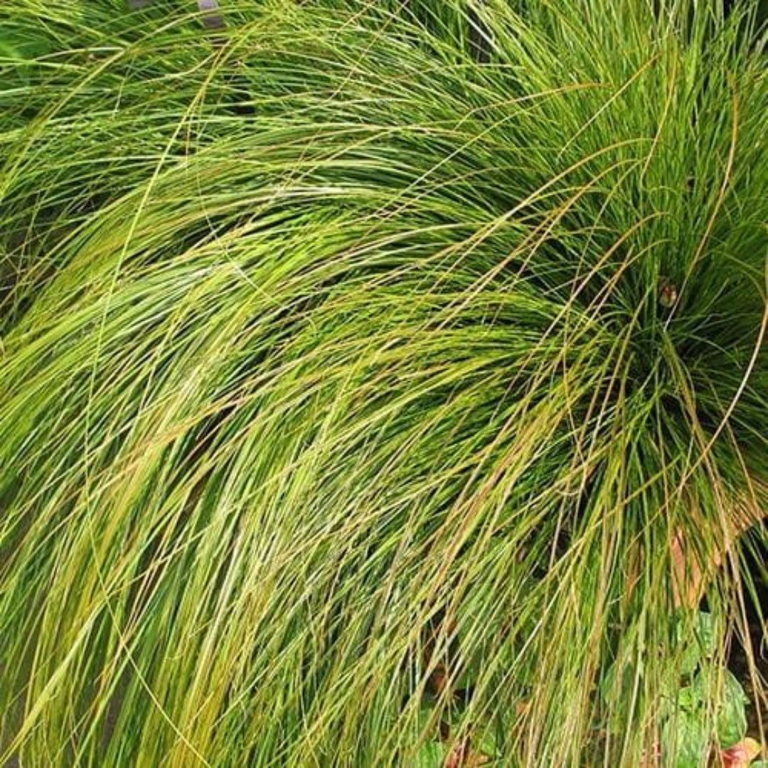 Grass: Carex testacea &