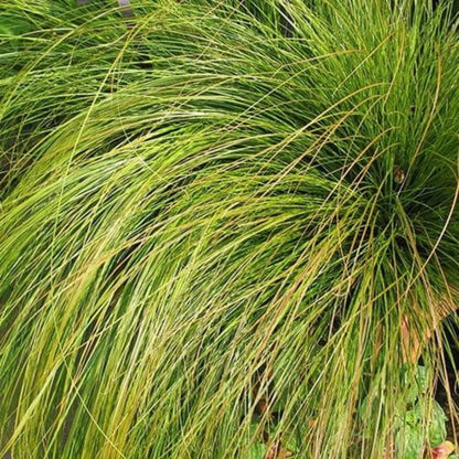 Grass: Carex testacea &