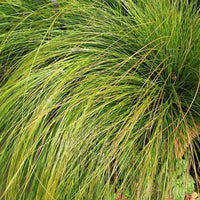 Grass: Carex testacea 'Prairie Fire'™ Orange Sedge - [EG]