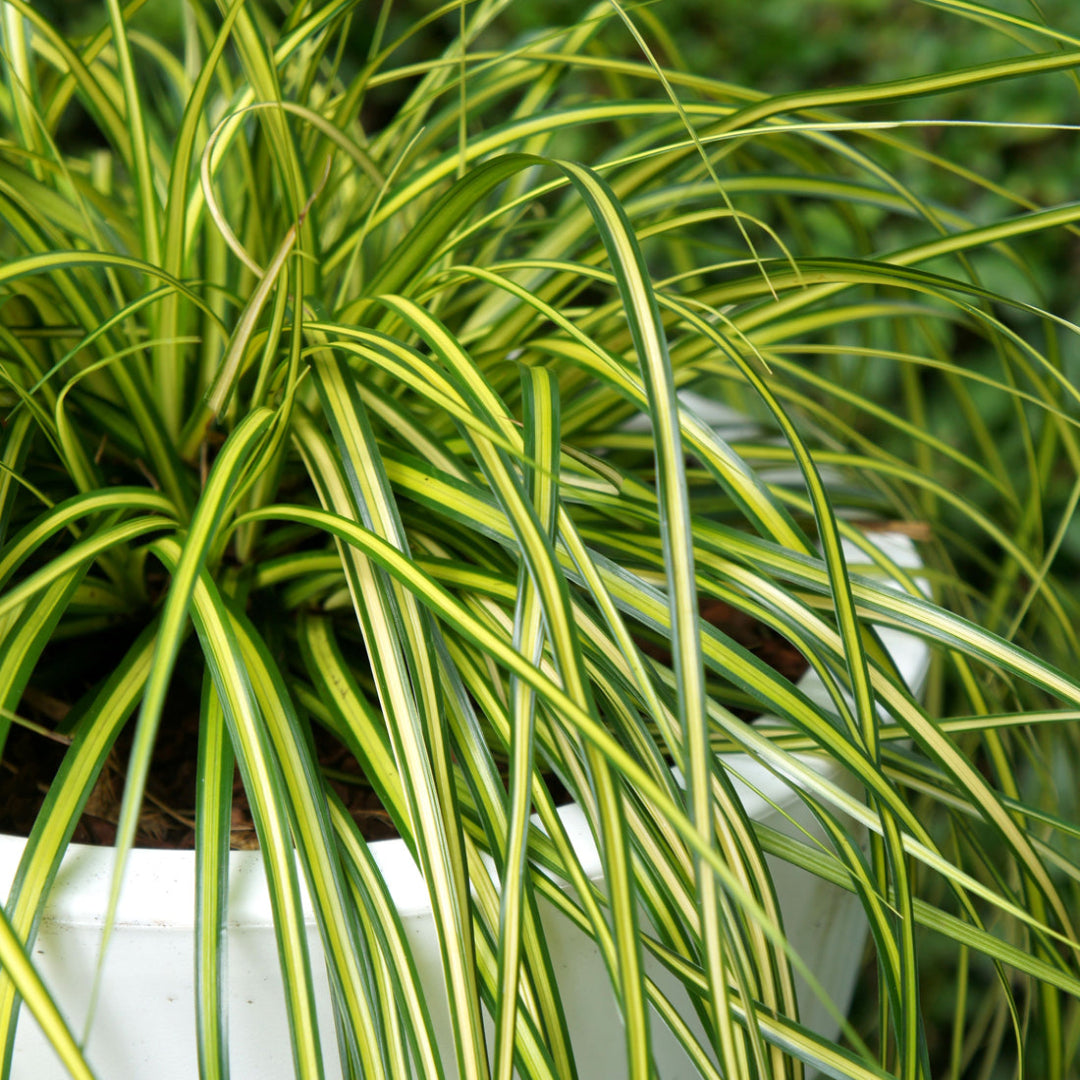 Carex oshimensis Evercolor &