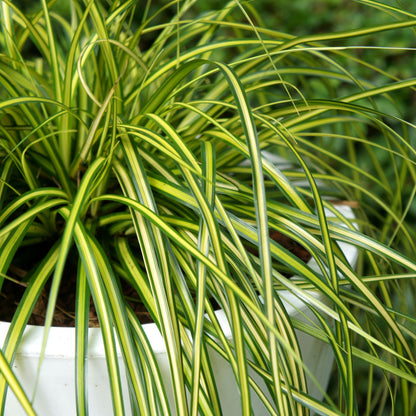 Carex oshimensis Evercolor &