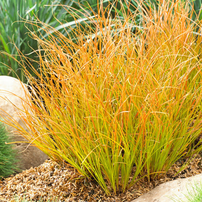 Grass: Carex testacea &