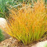 Grass: Carex testacea 'Prairie Fire'™ Orange Sedge - [EG]