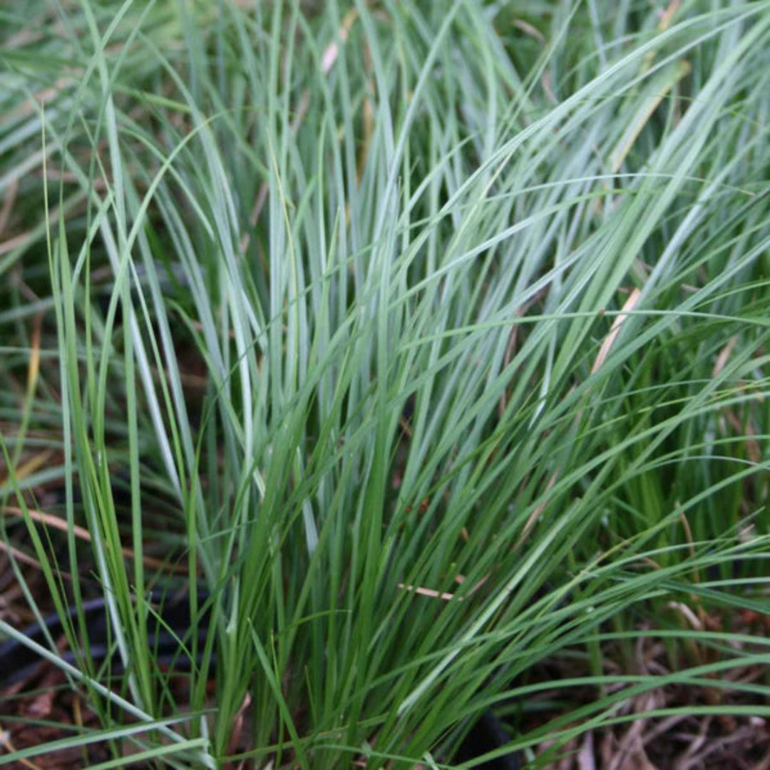 Carex pensylvanica native grass for landscaping