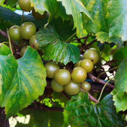 Bronze Muscadine Grape bunch on leafy vine