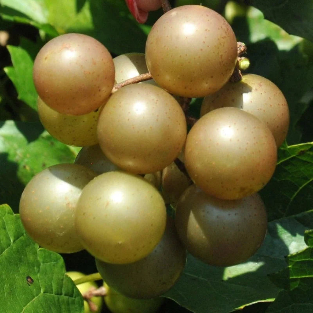 Carlos Muscadine grapes on vine with glossy bronze fruit and healthy green foliage