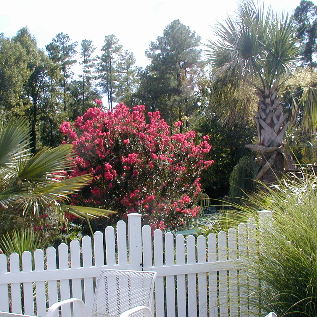Crape Myrtle Carolina Beauty