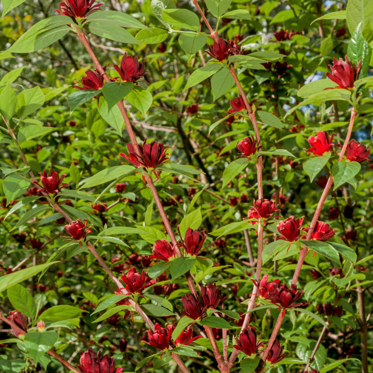 Carolina Allspice Plant