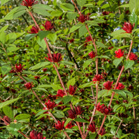 Carolina Allspice Plant