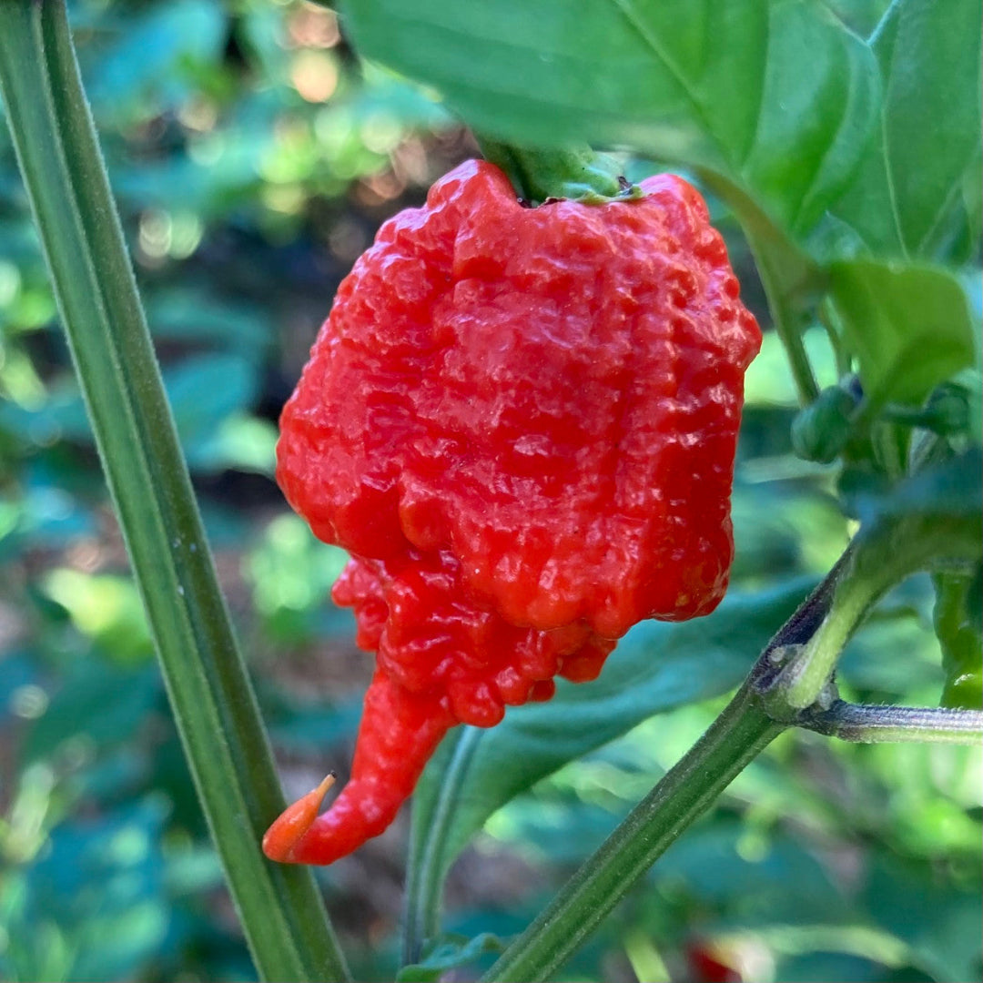 Carolina Reaper Pepper Plant