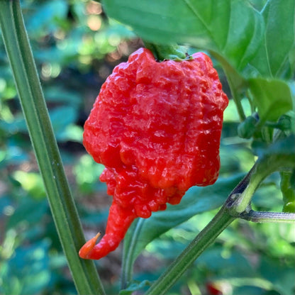 Carolina Reaper Pepper Plant