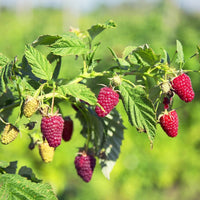 Caroline Raspberry