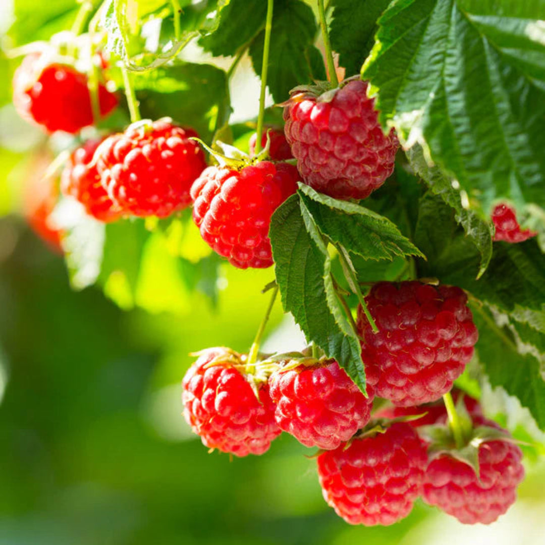 Carolina Raspberry Tree Caroline Raspberry buy online plants and trees at pixies Gardens.