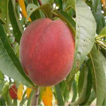 Carored Peach