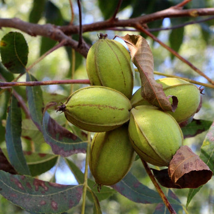 Pawnee Pecan Trees Produce a Large Nut That Has a Medium Soft Papershell.