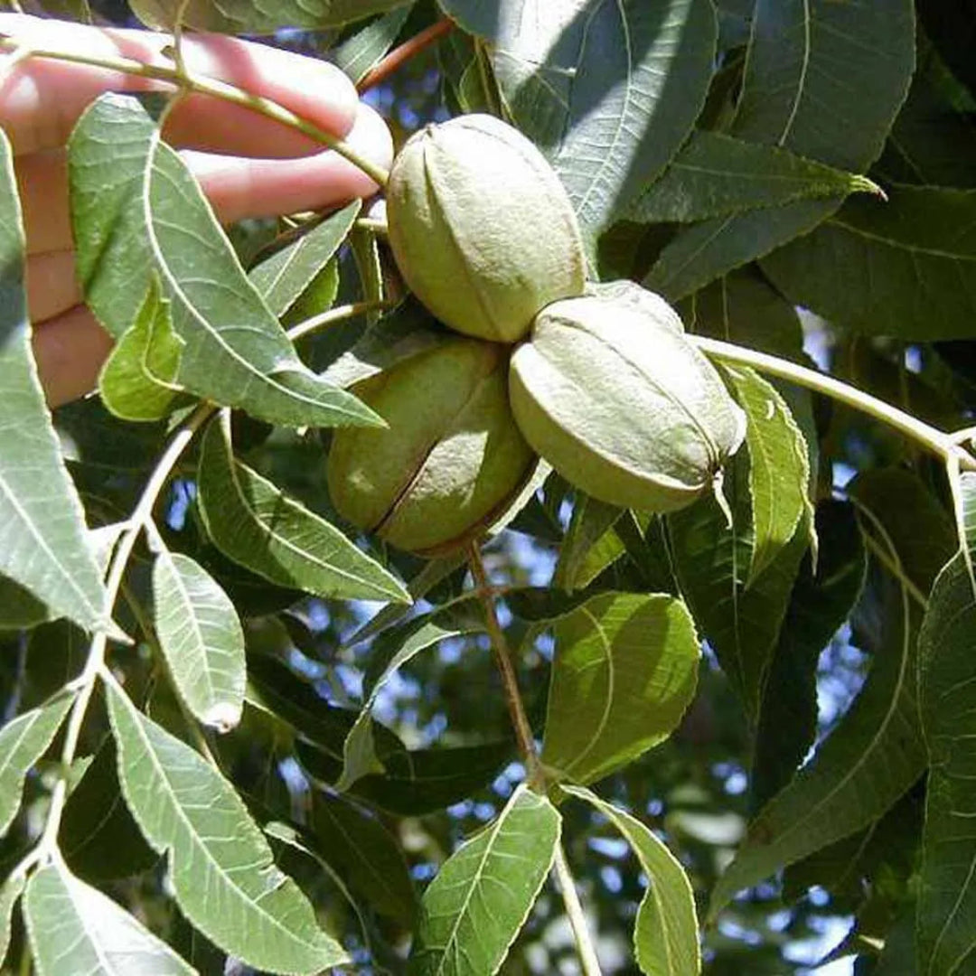 Desirable Pecan Tree – Fast-Growing, Nut-Producing, and Disease-Resistant