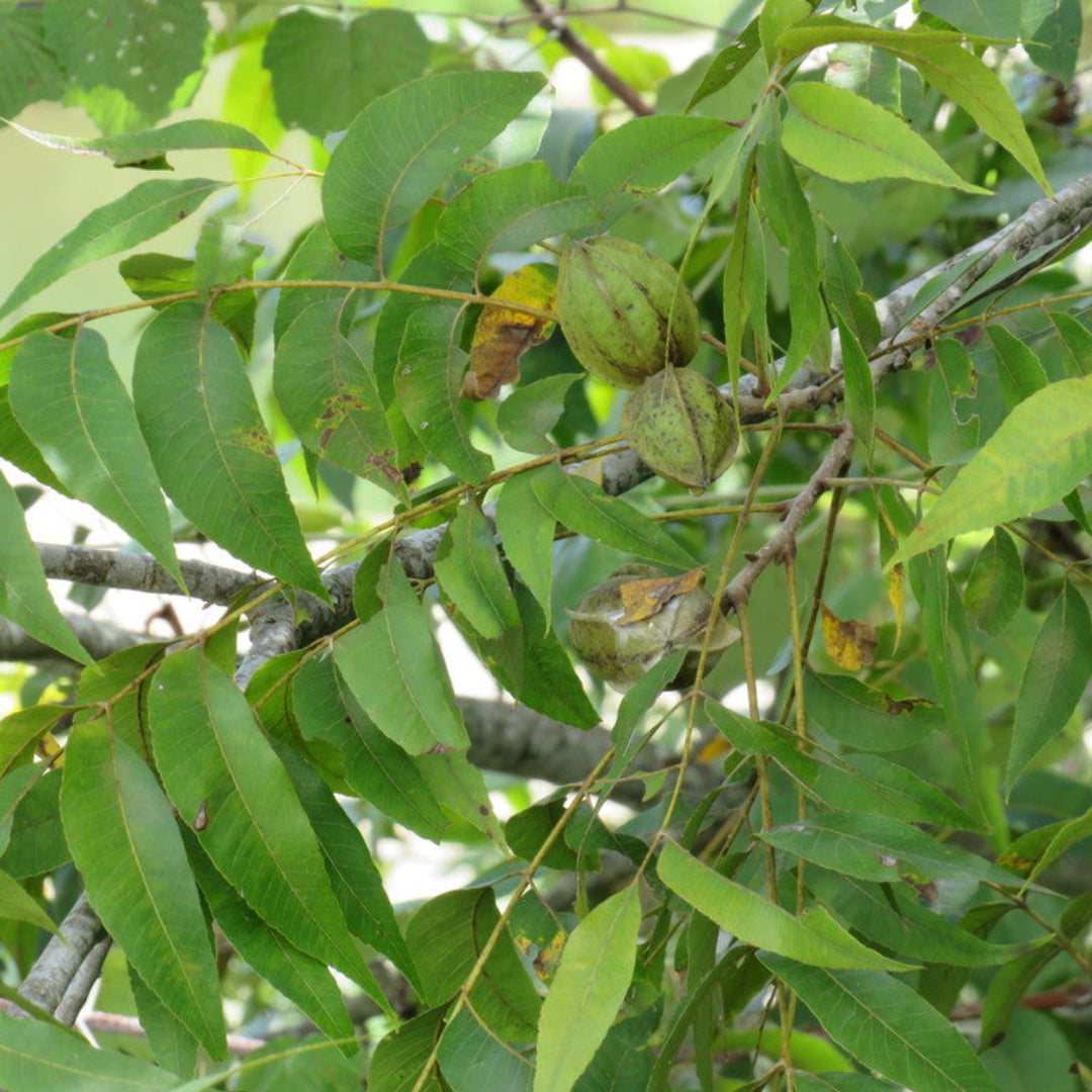 Cape Fear Pecan Trees