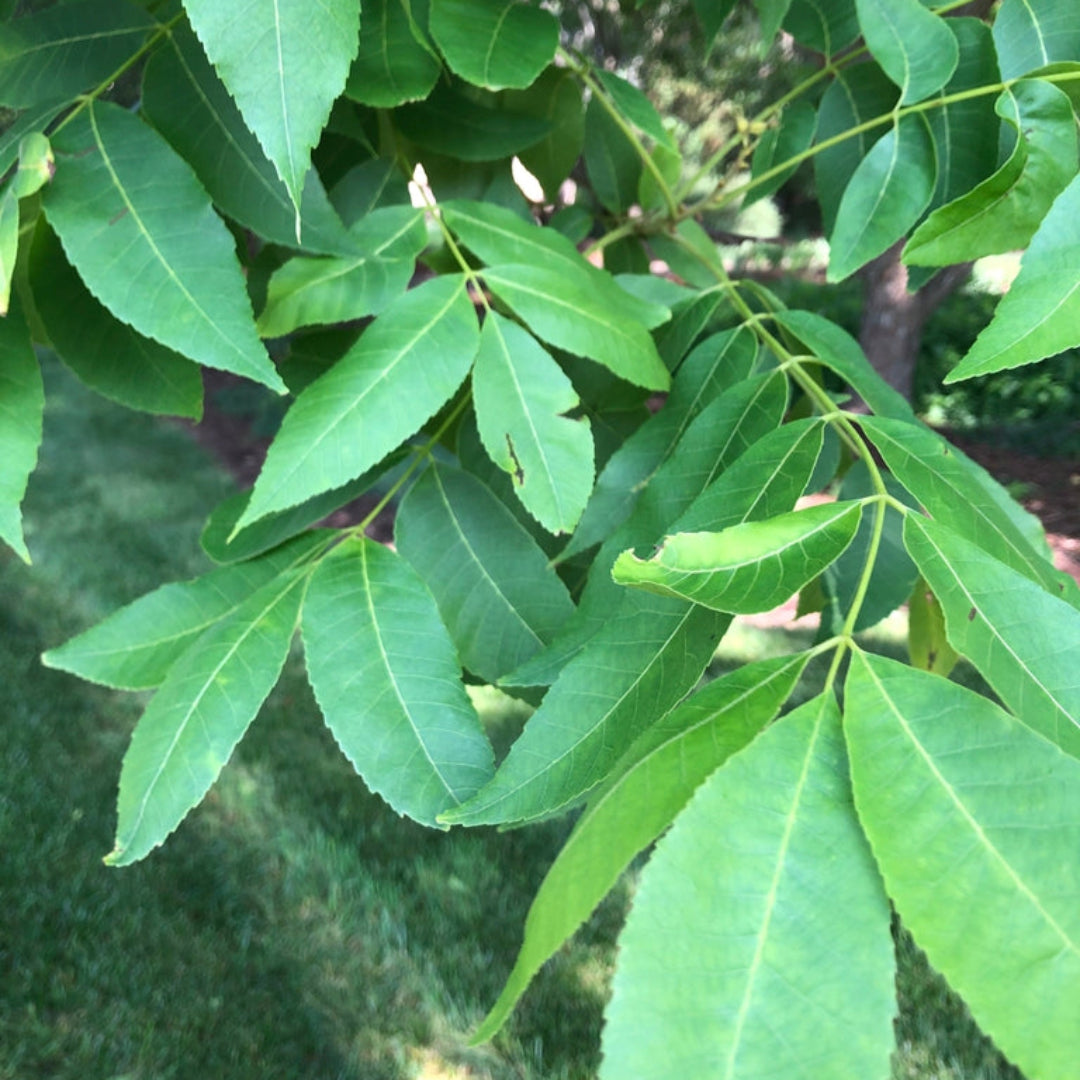 Creek Pecan Trees