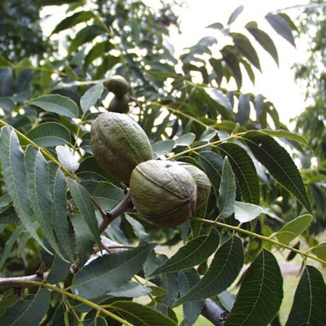 Hardy Pecan Tree