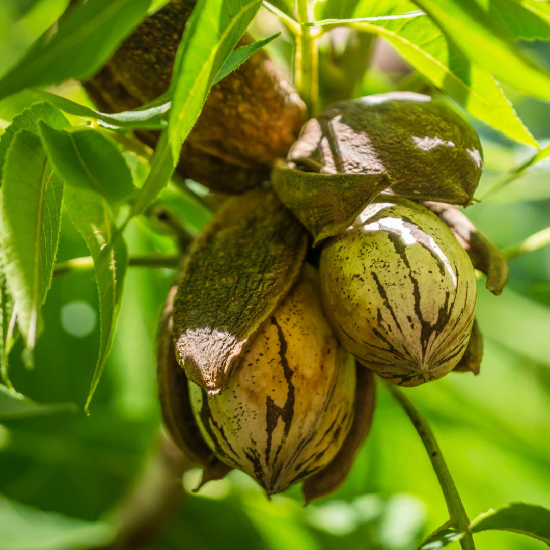 Lakota Pecan Tree