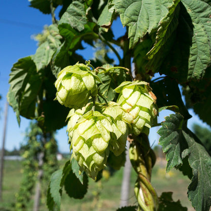 Close-up of Cascade hops flowers ready for harvest
