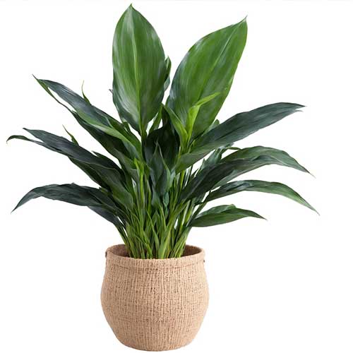 Aspidistra Elatior Cast Iron Plant
