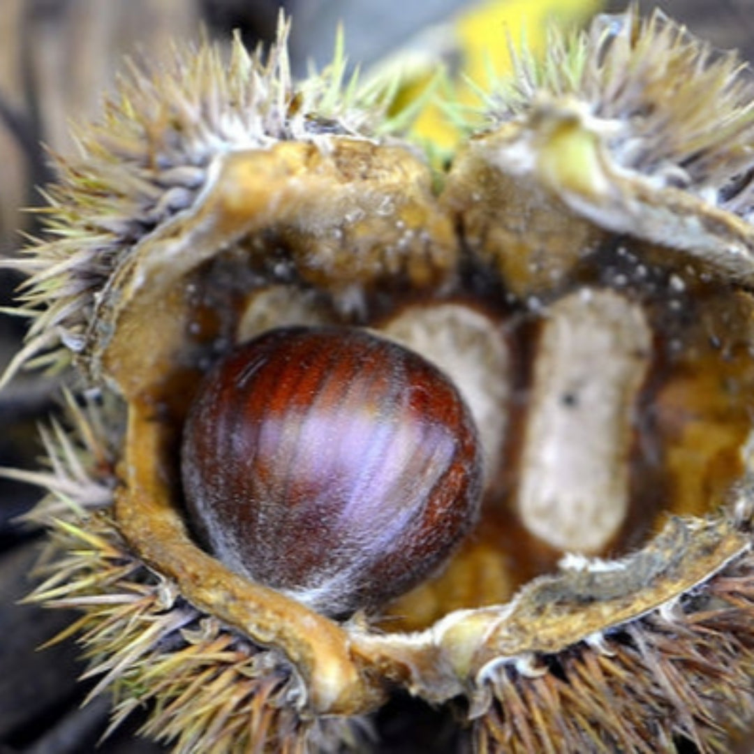 Chinese Chestnut Tree